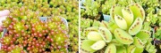 云南哪里多肉植物多：昆明肖家营村姐妹园艺多肉基地