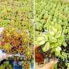 昆明多肉乌木-白美人批发—云南大棚多肉基地