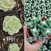 云南多肉批发/韩国进口多肉品种-大棚多肉培育