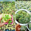 稀有多肉植物图鉴：云南多肉植物园区-昆明进口多肉销售