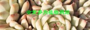 多肉植物图片大全[权威认证]