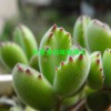云南哪里多肉植物多：昆明肖家营村多肉培育基地