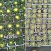 云南多肉培育品种-昆明多肉大棚基地-肖家营村