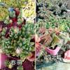昆明大棚多肉-多肉植物批发*