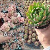 云南园艺多肉植物|昆明多肉栽培-无病虫害多肉销售