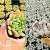 昆明多肉批发商-肖家营多肉大棚培育-
