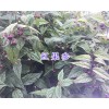 红果参组培苗-蜘蛛果苗批发—丽江红果参种苗基地