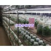 蜘蛛果销售-云南蜘蛛果（红果参）批发云南丽江-红果参