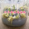 2018川贝母苗一棵多少钱？云南川贝母组培苗供应