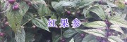 红果参（蜘蛛果）图片-红果参产地/云南红果参种植基地
