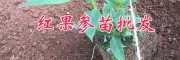 哪里红果参苗多？红果参驯化苗销售-云南红果参组培苗