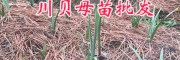川贝母组培苗瓶