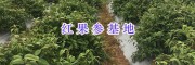 云南红果参种植栽培-红果参（苗）批发—丽江云南红果参