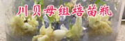 川贝母种子批发—川贝苗栽培方法-丽江暗紫贝母苗