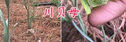 暗紫贝母组培苗-丽江暗紫贝母批发_云南川贝母信息