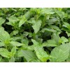 糯米香草种植基地在线详情