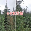 云南绿化苗木供应：石林雪松树、红豆杉苗批发
