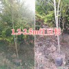 云南红豆杉袋苗-昆明红豆杉苗木基地#1-1.5m红豆杉苗