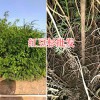红豆杉袋苗批发—云南红豆杉种植技术-13888362805