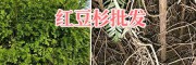 南方红豆杉苗批发—云南昆明南方红豆杉基地
