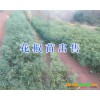 云南丽江九叶青花椒苗供应基地