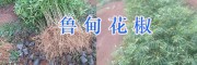 永胜县青花椒苗批发_青花椒树苗多少钱