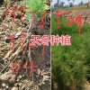哪里有大天冬苗卖？干天冬种子-丽江天冬中药材种植基地