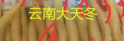 天冬抗菌、抗癌作用是什么？丽江大天门冬-成品质佳