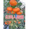 哪有红美人桔苗？红河开远红美人柑橘苗出售