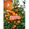 红河州沃柑苗-/开远沃柑袋苗批发基地