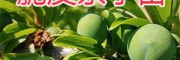 脆皮奈李苗多少钱一棵？—云南奈李苗