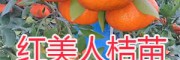 红美人桔苗销售——红河开远红美人柑橘苗