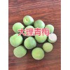 云南青梅批发-大理剑川青梅销售-087164155848