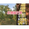 圣德龙芒果销售：大理圣德龙芒果批发_热带水果供应