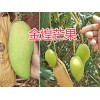 云南金煌芒果种植-保山金煌芒果批发/15184878523