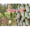 台农一号芒果批发-产地保山台农一号_云南芒果供应