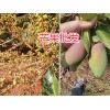鹰嘴芒成熟期几月上市/鹰嘴芒-保山鹰嘴芒销售