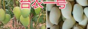 云南台农1号芒果-台农一号价格-保山芒果基地供应