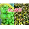 台湾大青枣批发-云南保山青枣销售_云南产地青枣
