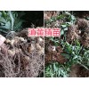 滇黄精苗批发报价—云南滇黄精种苗销售