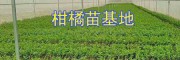 柑橘苗用什么育苗带好——柑橘苗采购展示