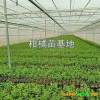 |哪有茂谷柑苗|云南沃柑苗报价表[权威认证]