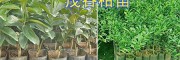 冰糖橙苗哪里有卖| 冰糖橙苗组培技术| 那些出名橙子?