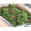 保山哪里有青花椒苗？_青花椒苗厂家批发[免费技术指导]