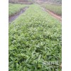 楚雄哪里有青花椒苗?_青花椒苗厂家批发[免费技术指导]