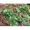 普洱地区哪里有青花椒苗_青花椒苗厂家批发[免费技术指导]