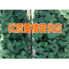 高杆重楼苗批发—云南曲靖高杆滇重楼苗