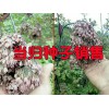 当归种子一斤多少钱-云南当归种子批发