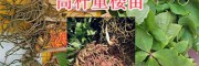 高杆重楼苗批发：曲靖高杆滇重楼苗销售