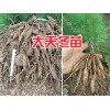 1年天门冬种苗-丽江大天冬苗批发